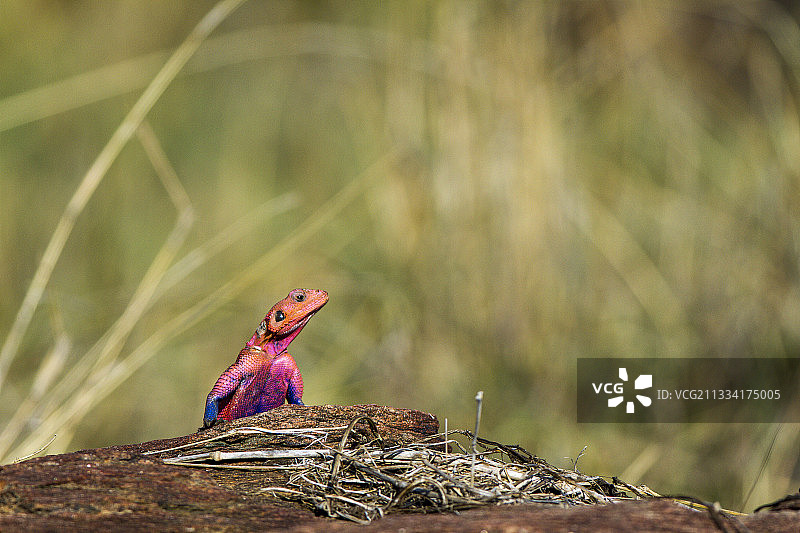 马赛马拉肯尼亚的雄性普通鬣蜥图片素材