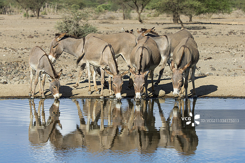 肯尼亚马加迪湖岸边饮水的驴图片素材