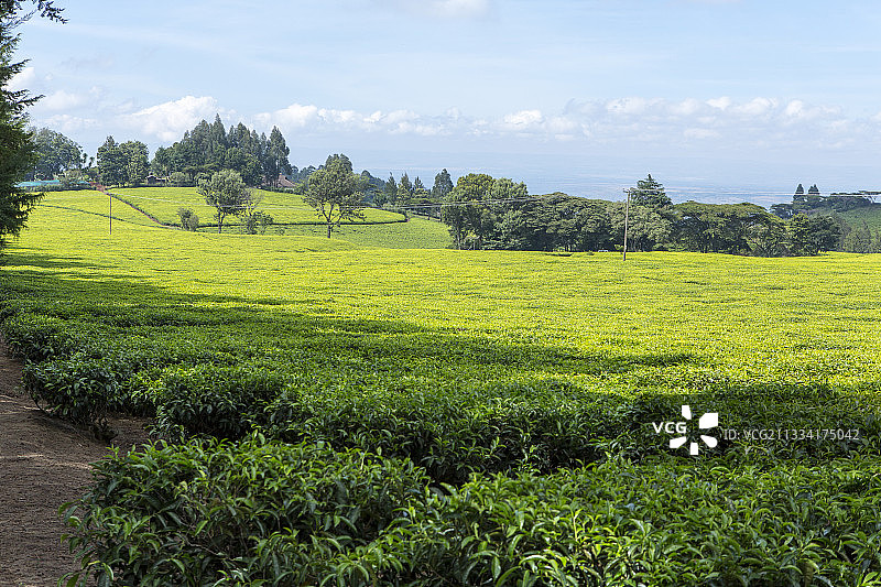 纳库鲁湖茶园，肯尼亚图片素材