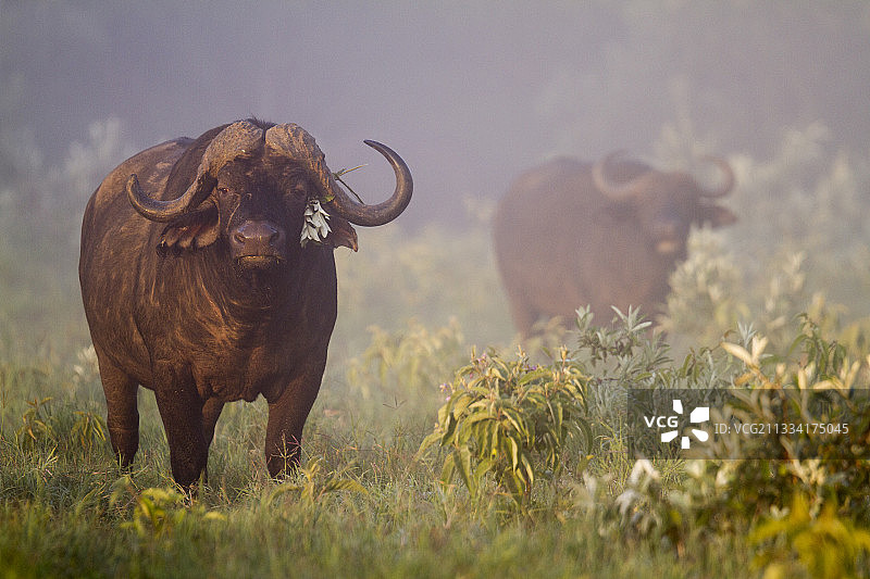 肯尼亚地狱之门早雾中的非洲水牛图片素材