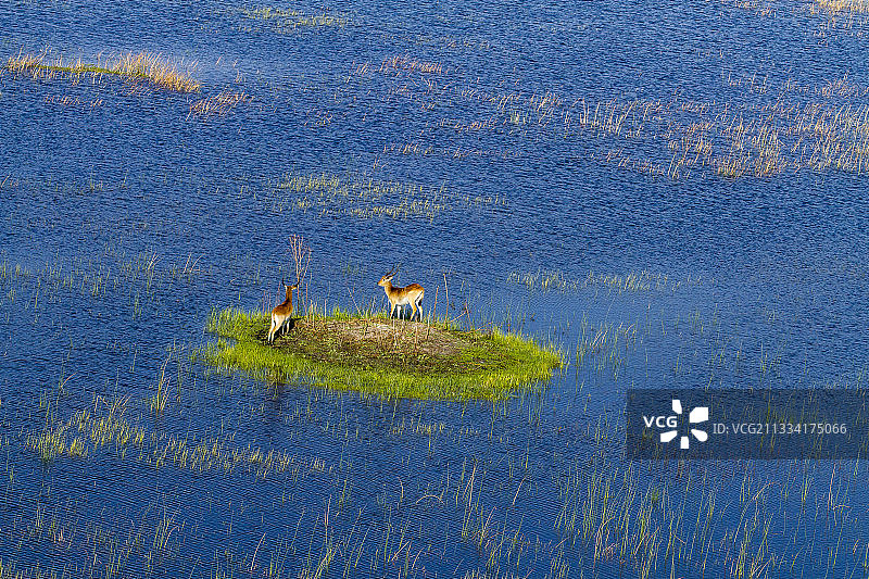 博茨瓦纳奥卡万戈三角洲岛屿上的红驴羚图片素材