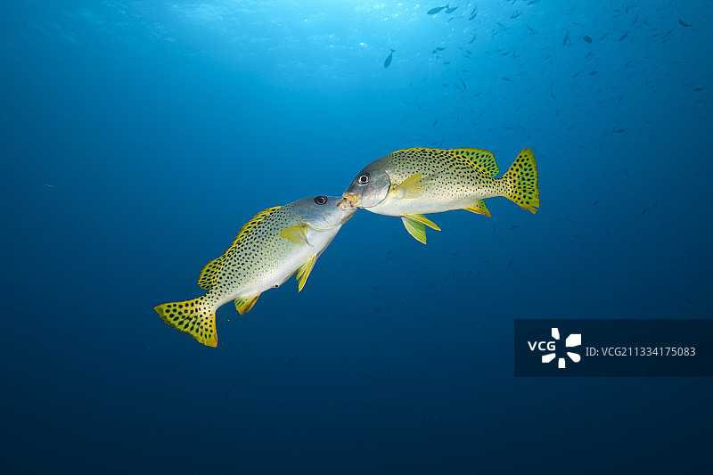 黑点石鲈争斗 - 苏丹鲁米暗礁图片素材