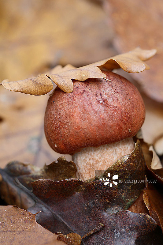 落叶下的橙色栎树牛肝菌 - 法国图片素材