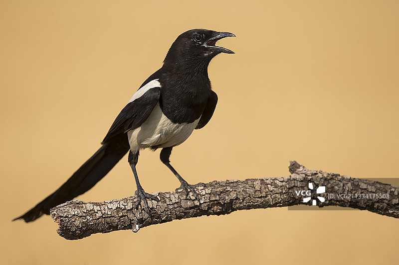春天栖息在西班牙树上的喜鹊图片素材