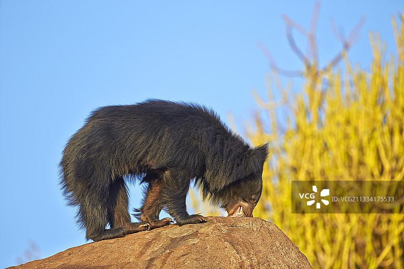 印度桑杜尔山脉岩石上的熊图片素材