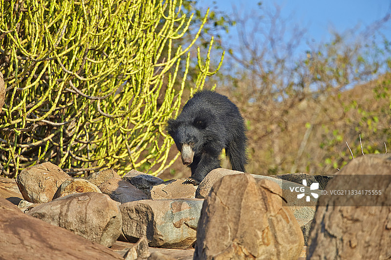 山度尔山脉印度岩石上的熊图片素材