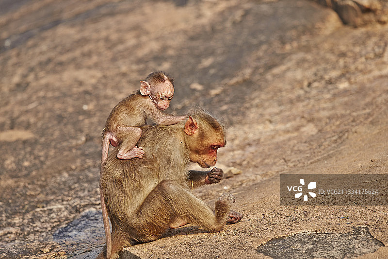 印度桑杜鲁山冠猕猴幼崽图片素材