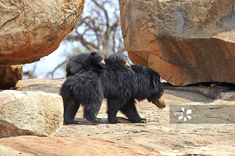 母亲背着婴儿图片素材