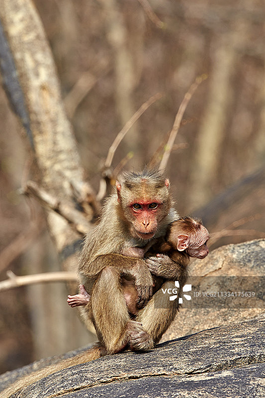 印度桑杜鲁山冠猕猴幼崽图片素材