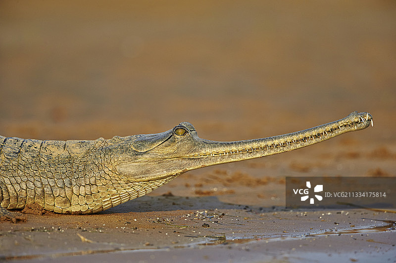 印度北方邦钱巴尔河的食鱼鳄肖像图片素材