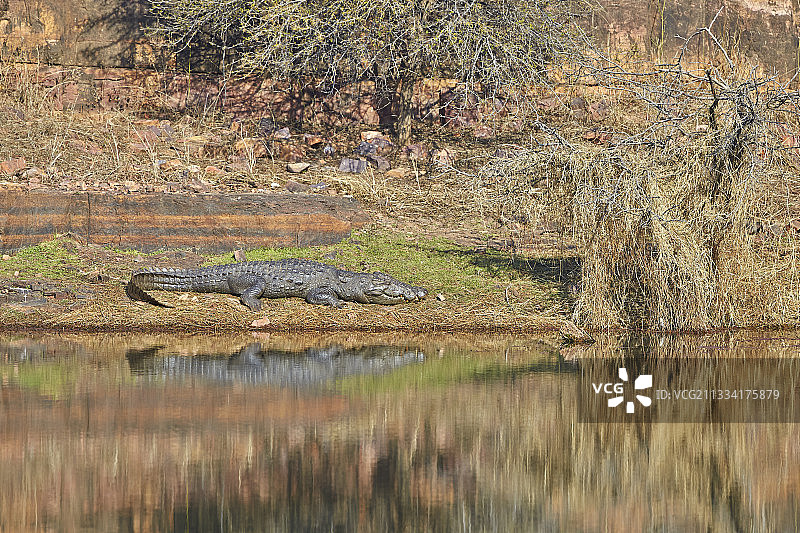 印度伦滕波尔岸边的沼泽鳄图片素材