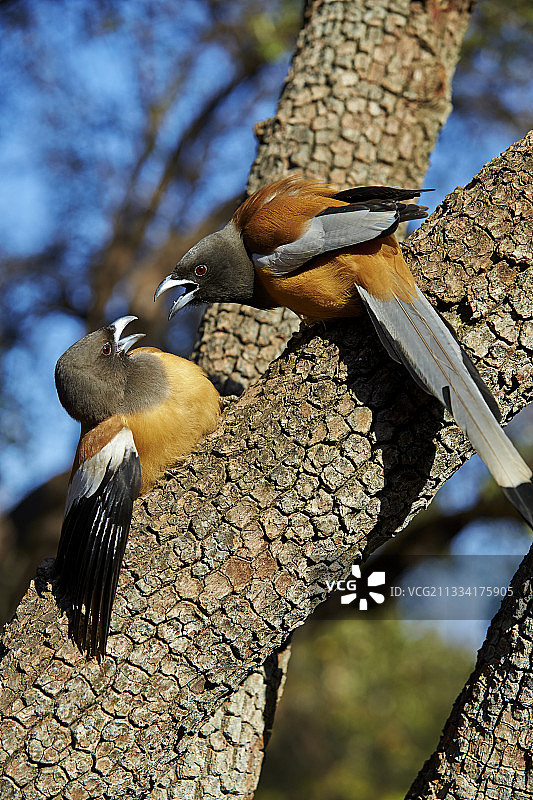 双鸟争斗图片素材