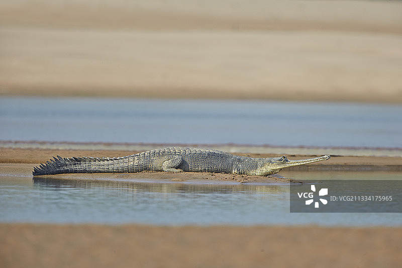 印度北方邦昌巴尔河岸边的印度鳄图片素材