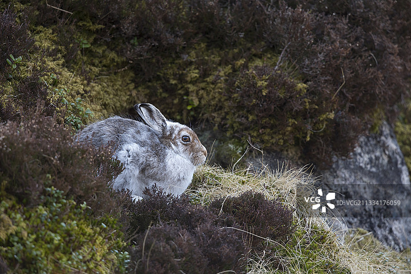 春天苏格兰高地的山兔图片素材