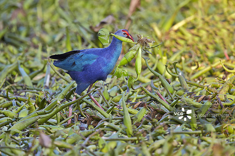 印度拉贾斯坦邦 Keoladeo 的灰头紫水鸡图片素材