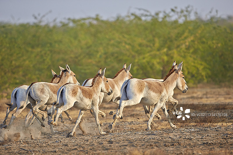 印度小卡奇兰野生驴奔跑图片素材
