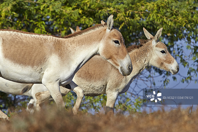 印度野驴和小野驴 - 印度古吉拉特邦小卡奇沼泽图片素材