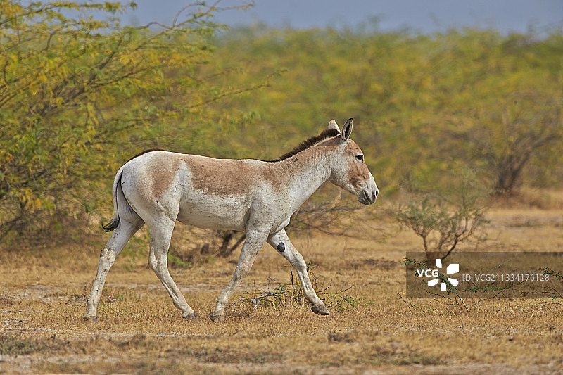 印度野生驴行走于印度古吉拉特邦小卡奇沼泽图片素材