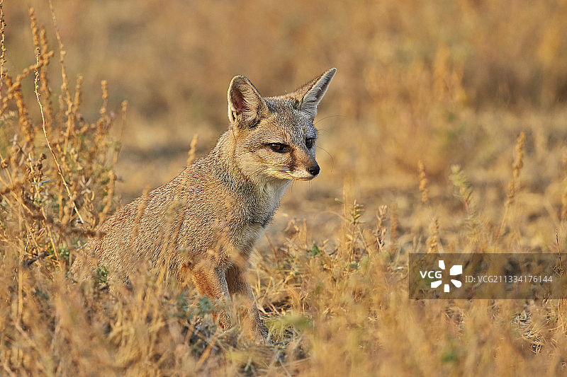 白足狐狸坐姿-印度小库奇兰恩图片素材