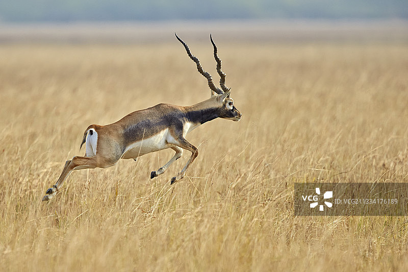 在萨瓦纳跳跃的黑羚 - 印度韦拉瓦达尔图片素材