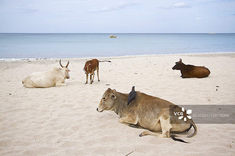 斯里兰卡热带海滩上的牛群图片素材