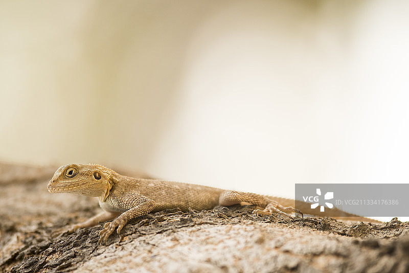 塞内加尔马洛德岛上的普通鬣蜥图片素材