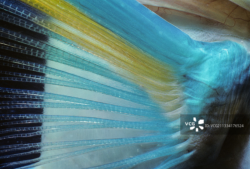 皇后鹦嘴鱼的胸鳍-巴哈马加勒比海图片素材