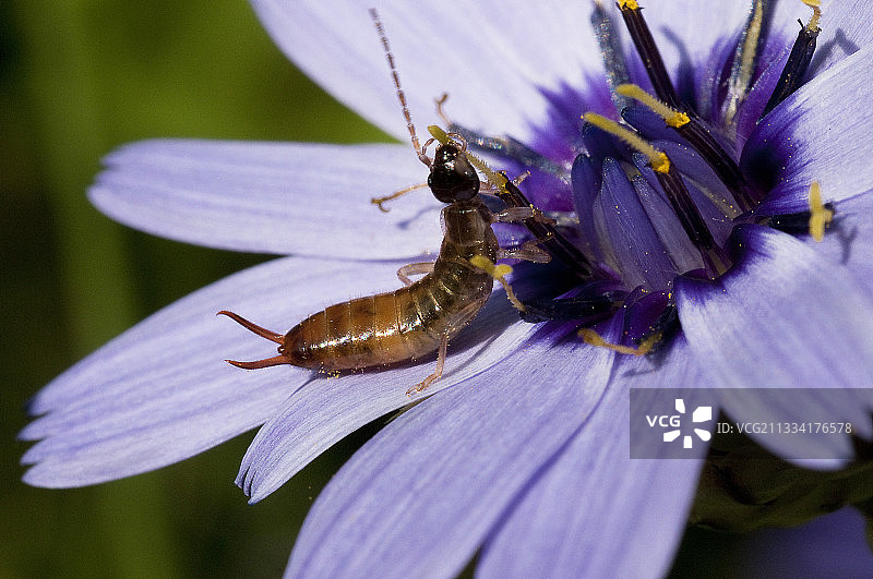 食用雄蕊图片素材