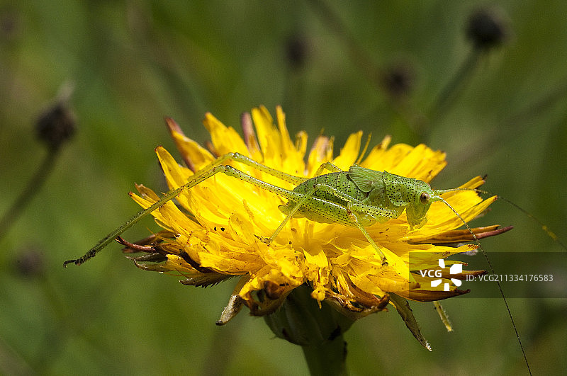 蒲公英上的斑点灌木蟋蟀 - 法国图片素材