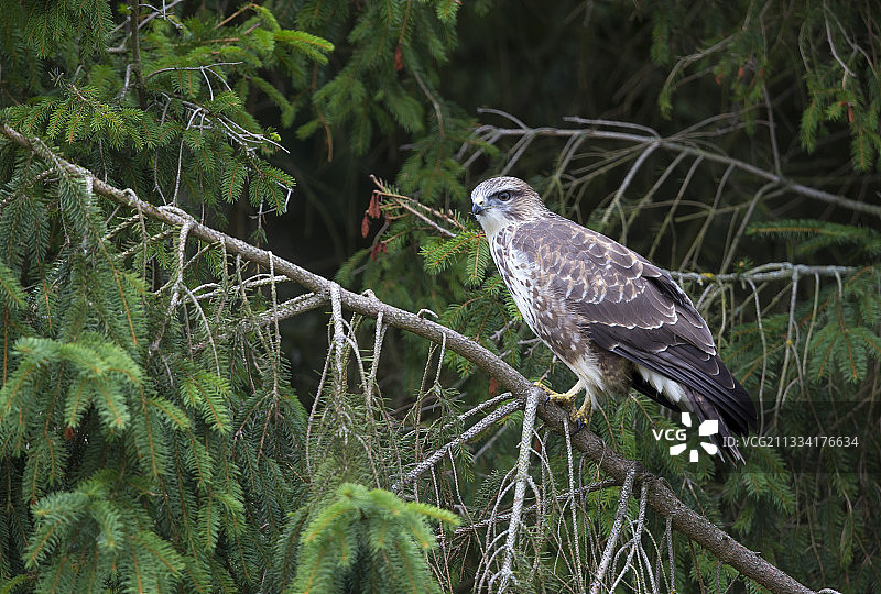 春天松树上的普通鵟图片素材