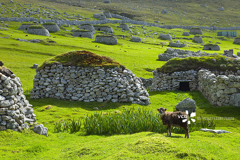 圣基尔达赫塔岛克利坦斯和索艾绵羊村湾图片素材