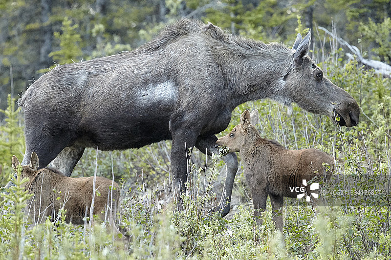 阿拉斯加苔原上的驼鹿和幼崽 - 德纳里图片素材