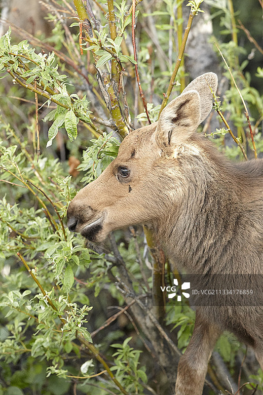 阿拉斯加幼年驼鹿在德纳里国家公园啃食树叶图片素材