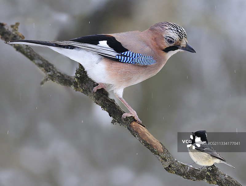 欧亚松鸦与煤山雀在法国北部孚日山脉的树枝上图片素材