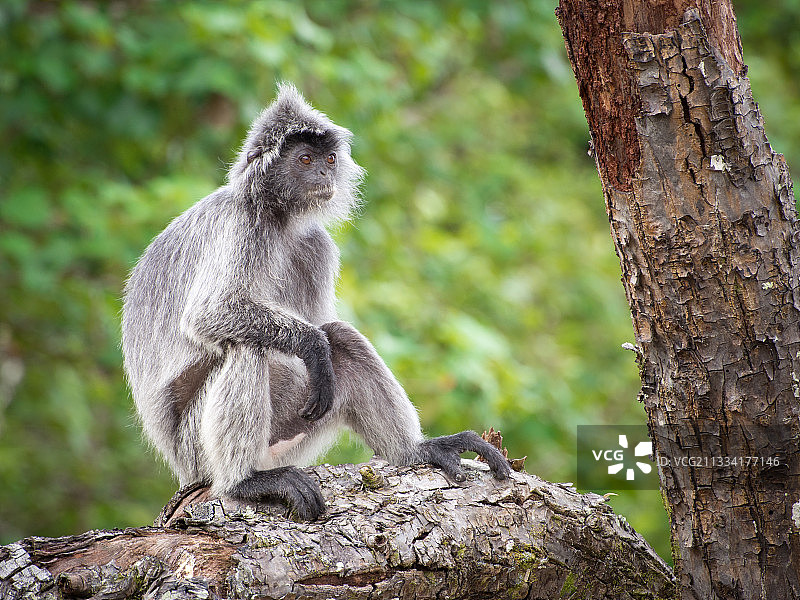 马来西亚巴科婆罗洲树枝上的银叶猴图片素材