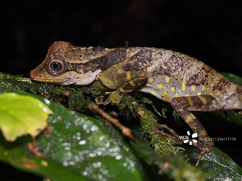 马来西亚斗湖山大头蜥图片素材