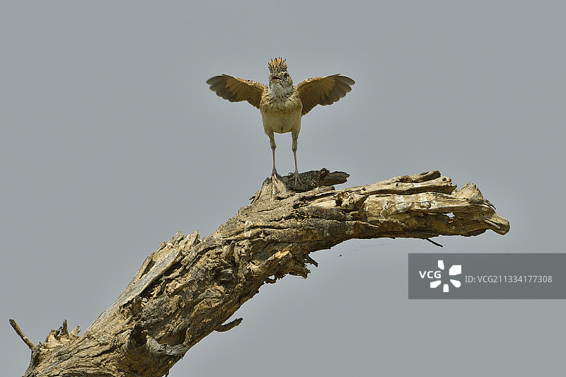 红颈百灵，位于博茨瓦纳萨武提的一根树枝上图片素材