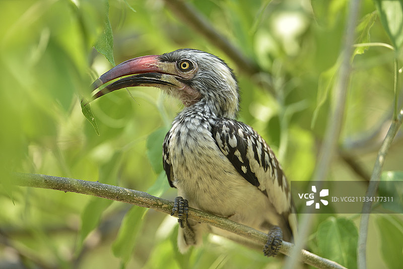 红嘴犀鸟在树枝上 - 萨武蒂博茨瓦纳图片素材