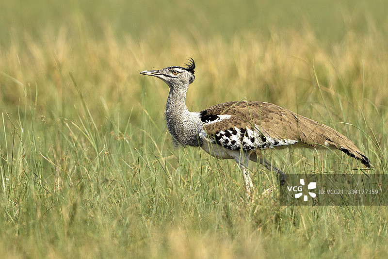 博茨瓦纳萨武蒂草原上的柯利鸨图片素材