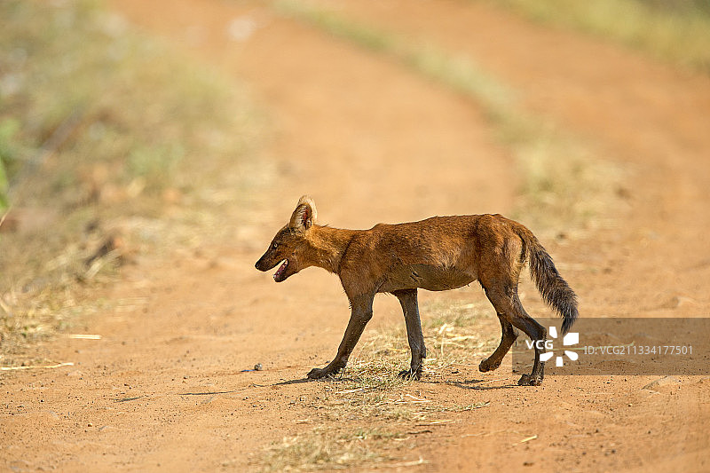 印度达多巴·安达里老虎保护区的亚洲豺犬图片素材