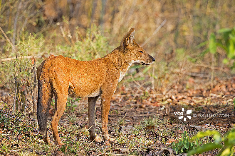 印度塔多巴·安达里虎保护区的亚洲野犬图片素材