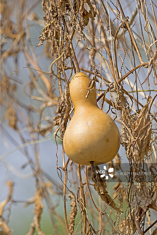 葫芦科果实，印度塔多巴安达里图片素材