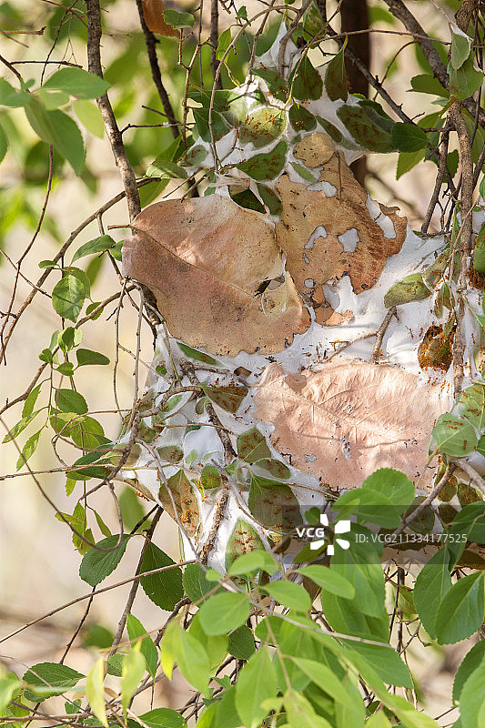织巢蚁巢穴——印度塔多巴安达里老虎保护区图片素材