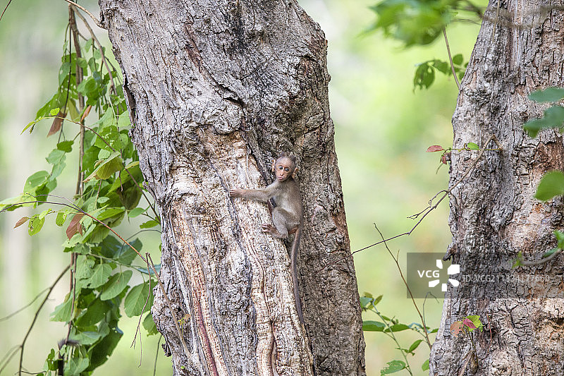 树干上的年轻熊猴 - 印度纳加霍雷图片素材