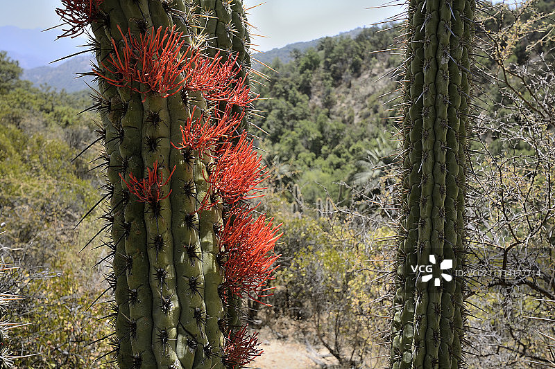 智利拉坎帕纳仙人掌的全寄生植物图片素材