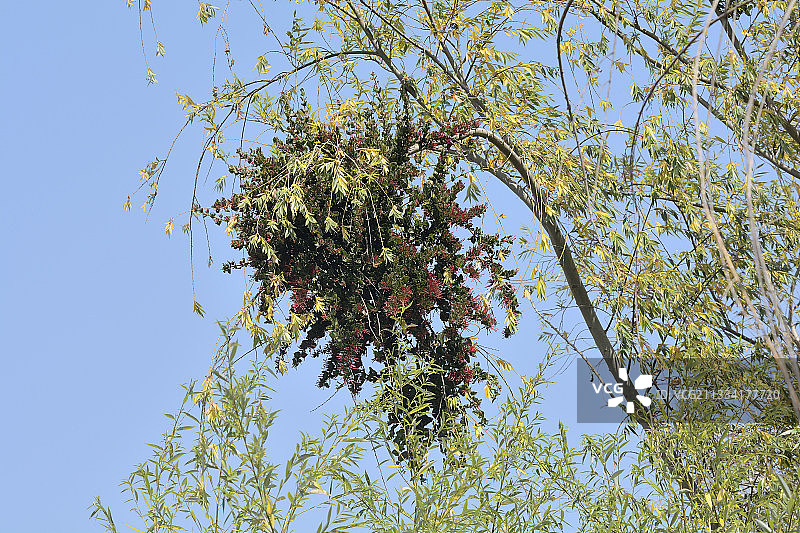 树上的昆特拉—智利瓦尔帕莱索大区基洛塔图片素材