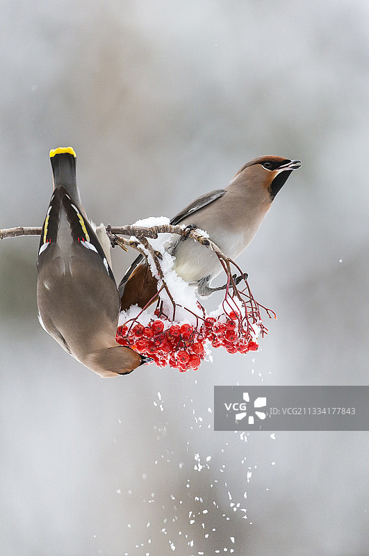 冬季在芬兰吃浆果的太平鸟图片素材