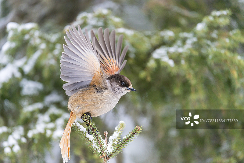 冬季枝头的灰噪鸦，芬兰图片素材