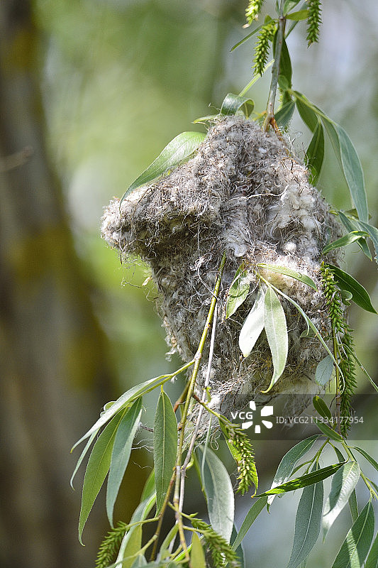 攀雀筑巢——多瑙河三角洲，罗马尼亚图片素材