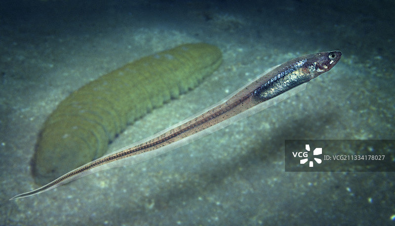 海参附近的珍珠鱼 - 葡萄牙图片素材